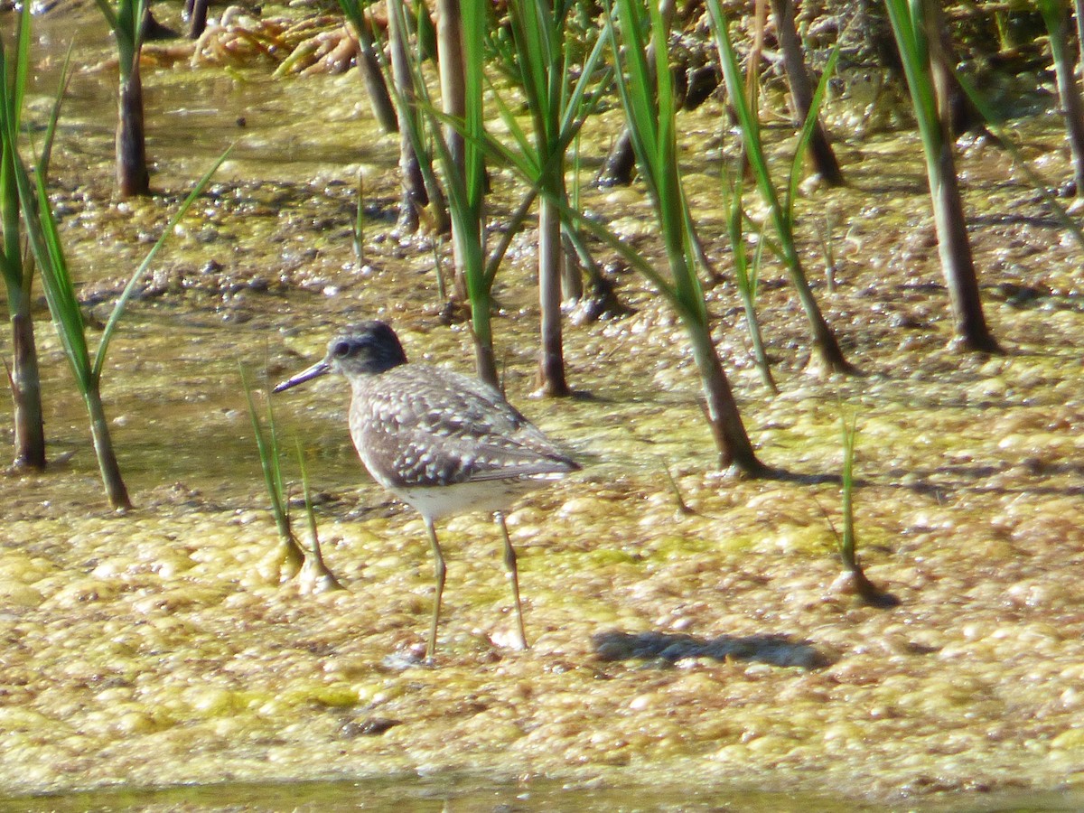 Wood Sandpiper - ML58519651