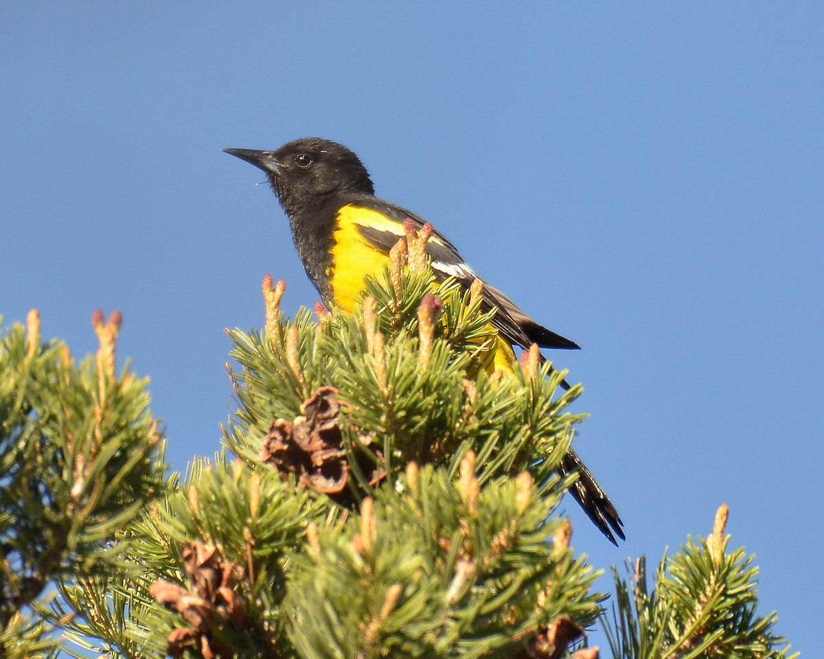 Scott's Oriole - ML58519751