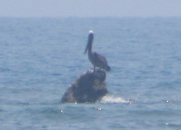pelikán hnědý - ML585197801