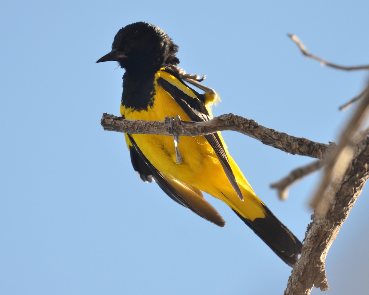 Scott's Oriole - ML58519781