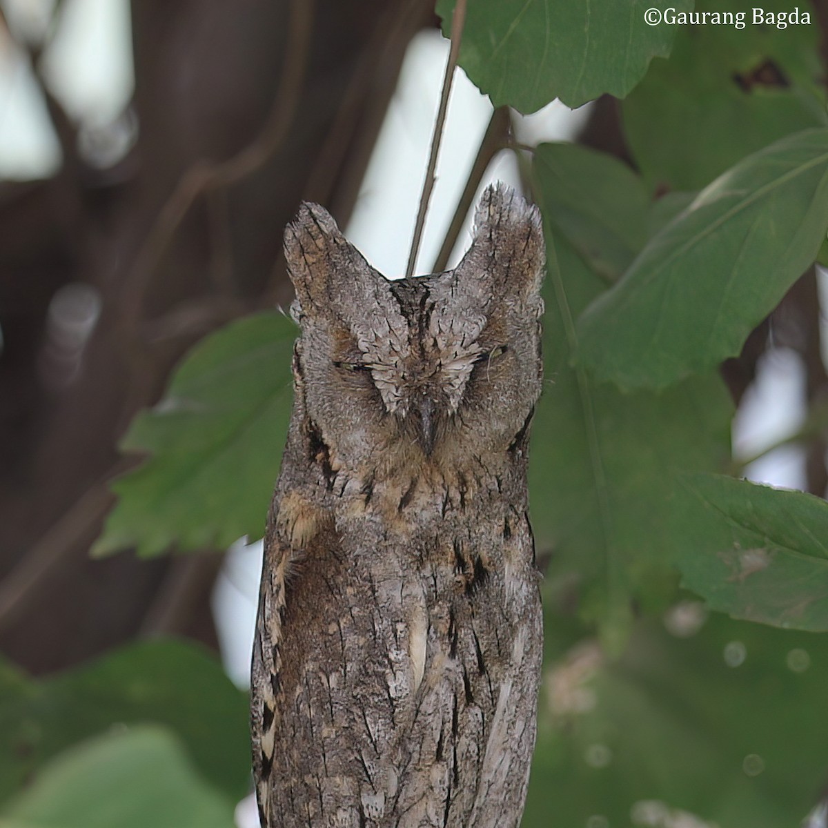 Eurasian Scops-Owl - ML585197961
