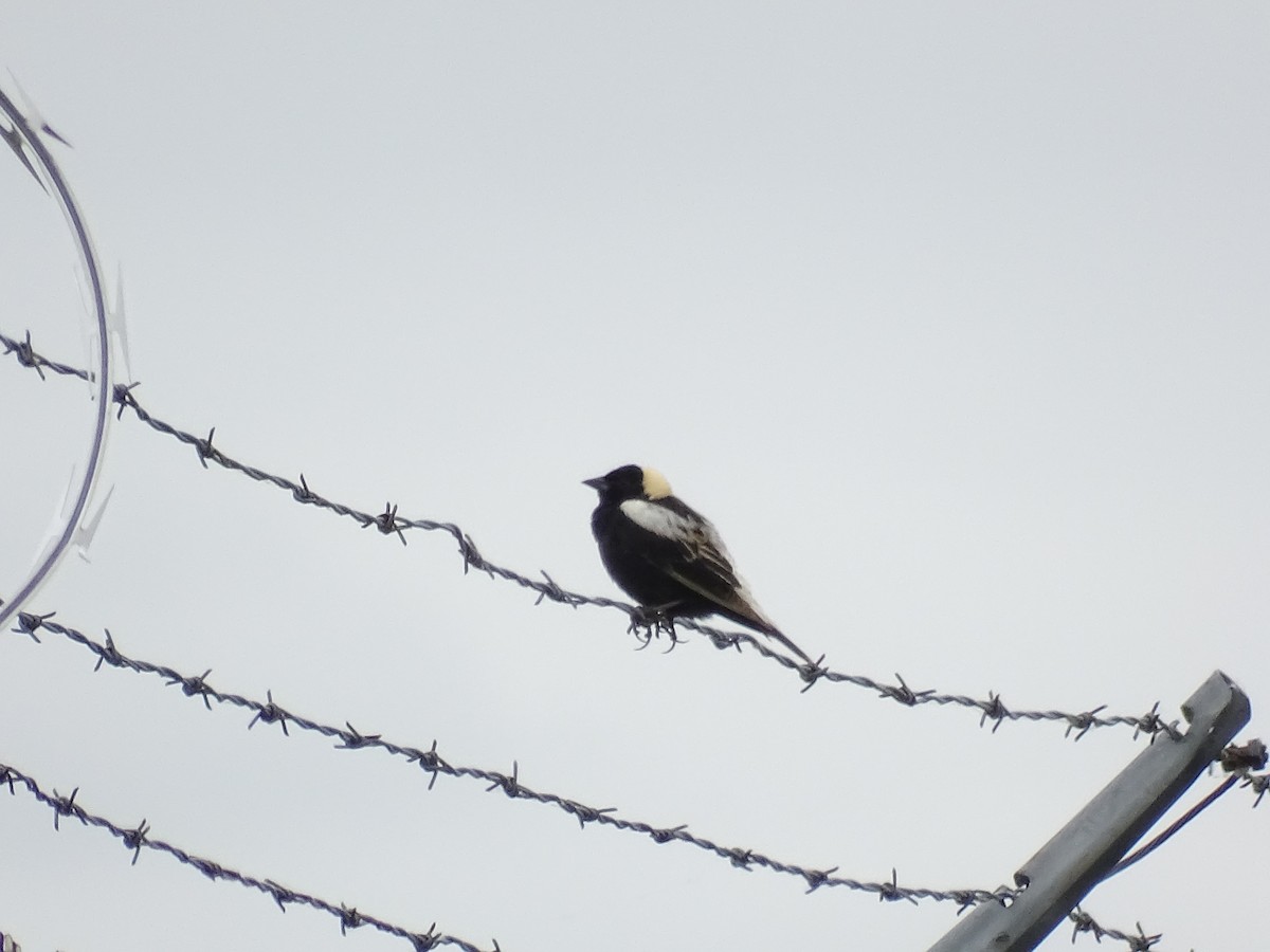 bobolink americký - ML585198141