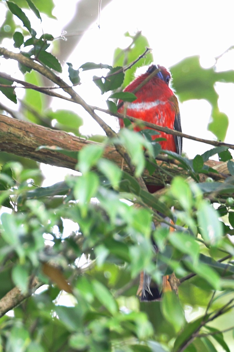 Trogon à tête rouge - ML585198961