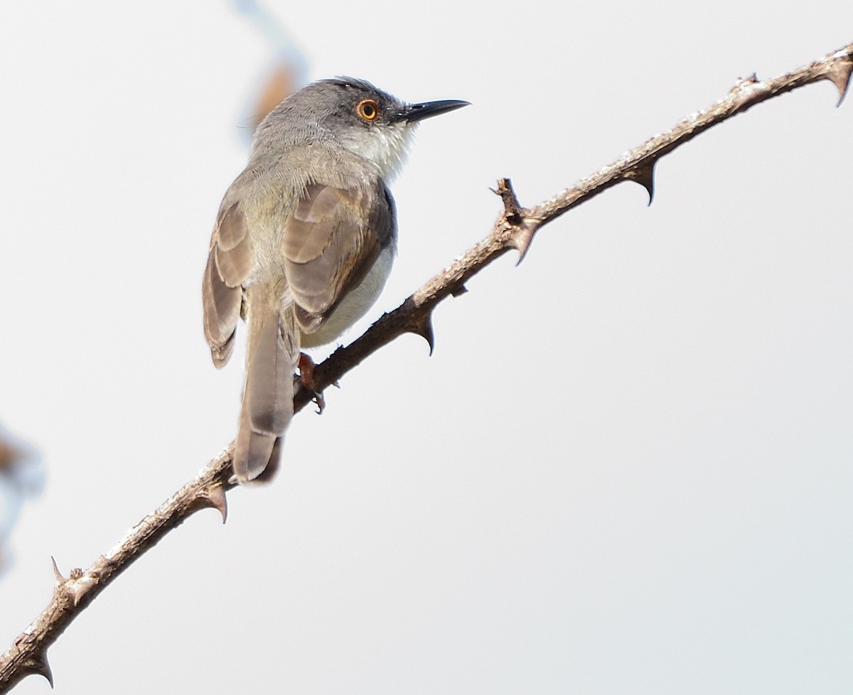 Gray-breasted Prinia - ML585199281