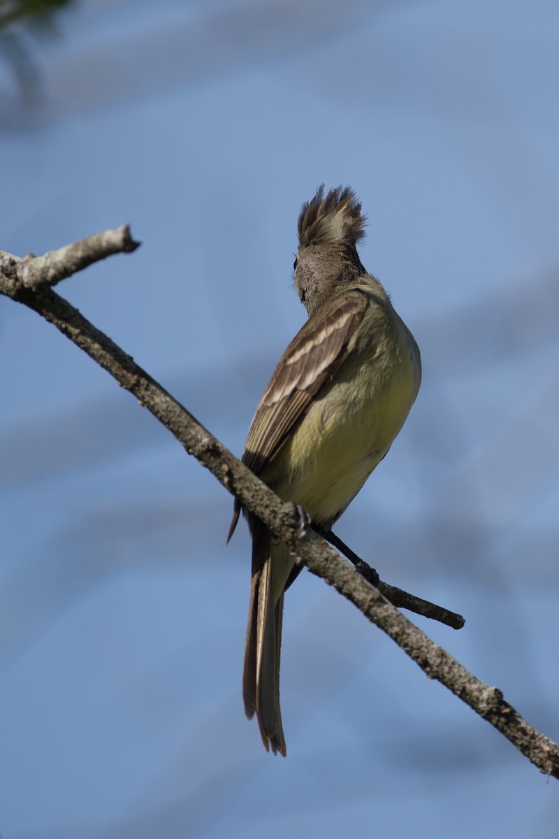 Yellow-bellied Elaenia - ML58519991