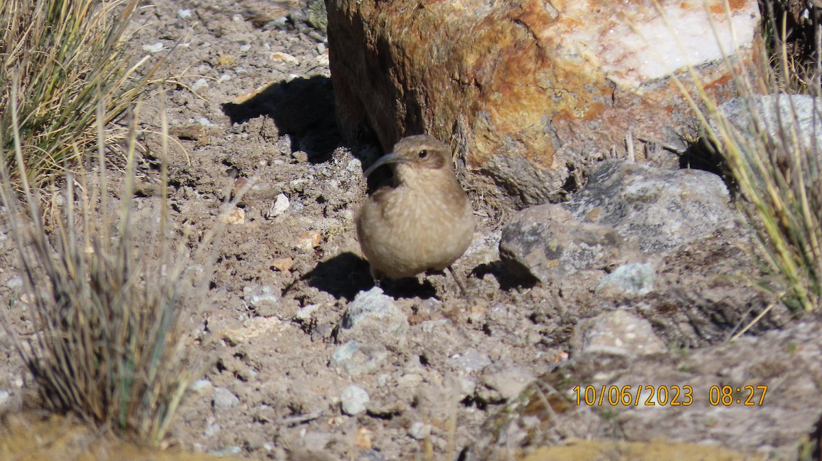 Buff-breasted Earthcreeper - ML585200291