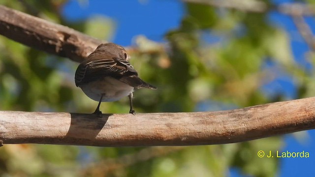 Spotted Flycatcher - ML585200901