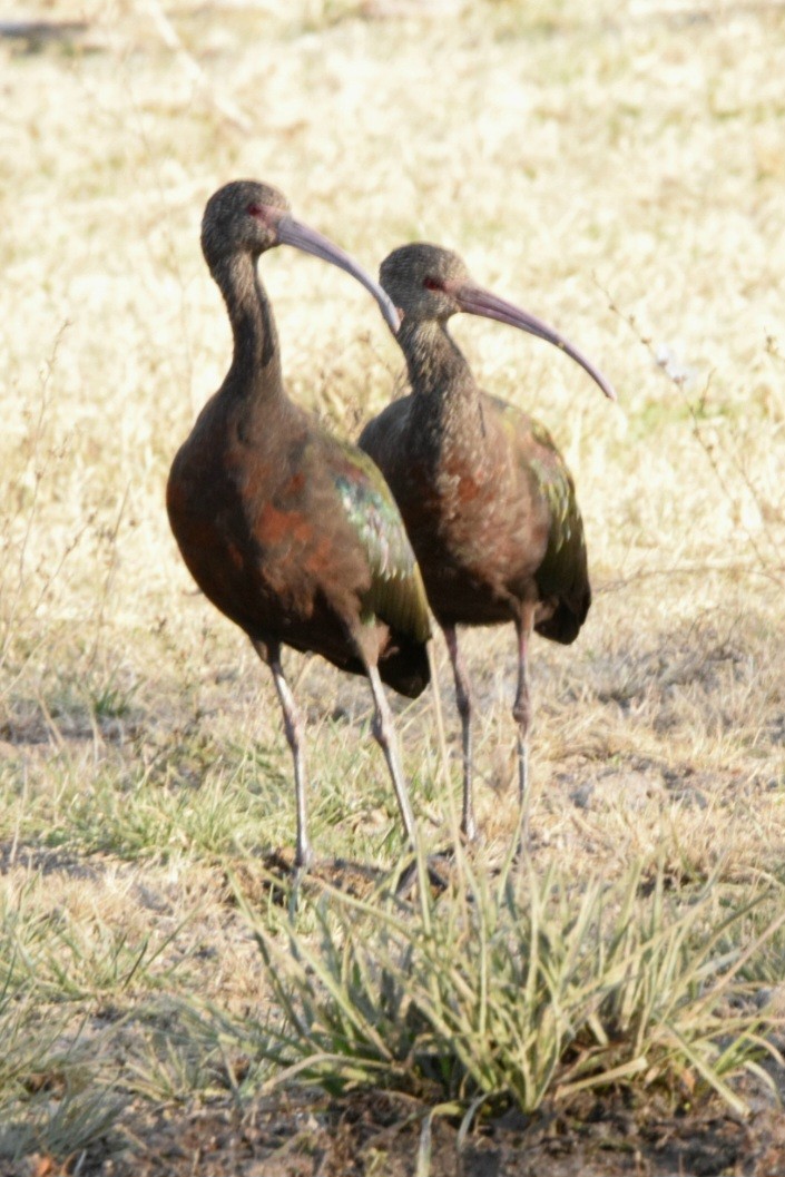 ibis americký - ML585201291