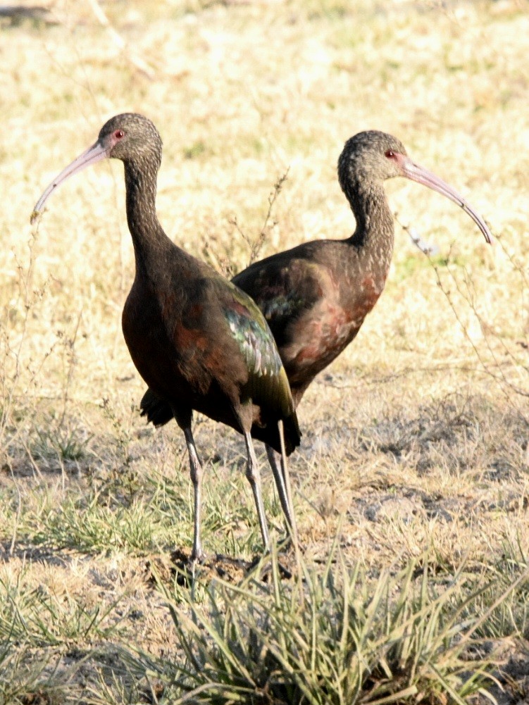 ibis americký - ML585201301