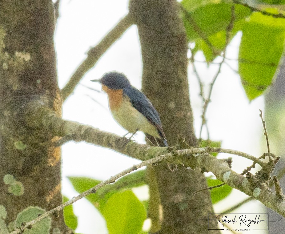 Tickell's Blue Flycatcher - ML585204161