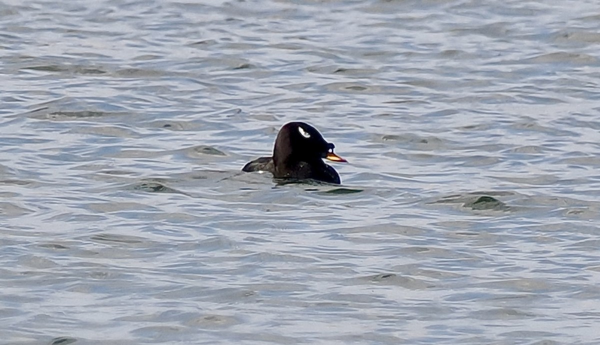 Stejneger's Scoter - Ray O'Reilly