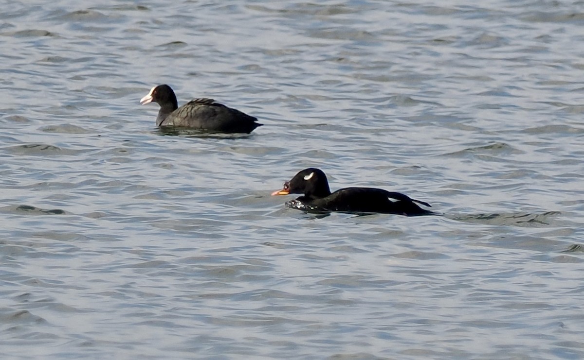 Stejneger's Scoter - Ray O'Reilly