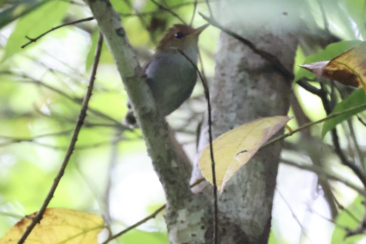 Russet-capped Tesia - Andrew William