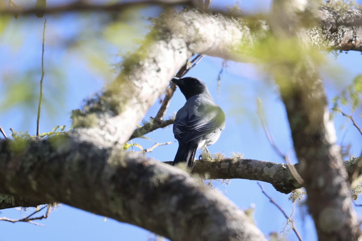 Wallacean Cuckooshrike - ML585204651