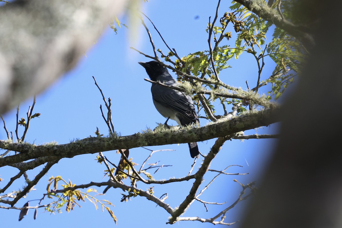 Wallacean Cuckooshrike - ML585204681