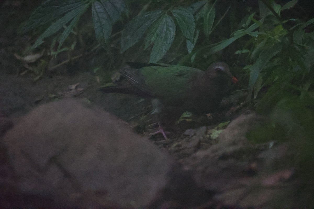 holub zelenokřídlý - ML585204981