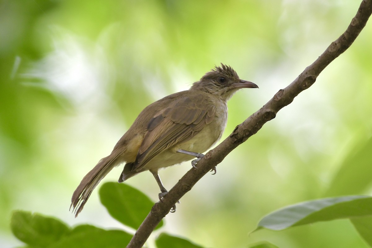 Streak-eared Bulbul - ML585206081