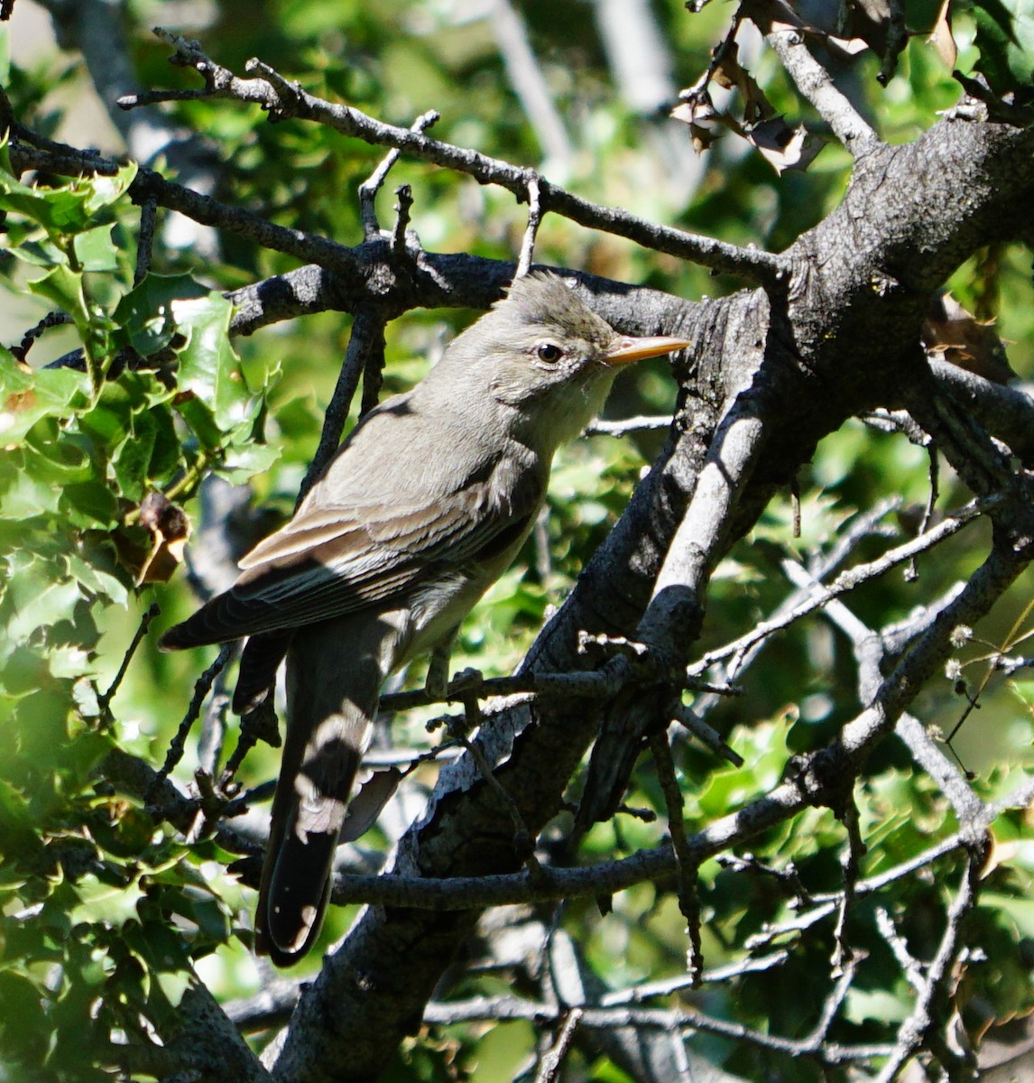 Olive-tree Warbler - ML585206141