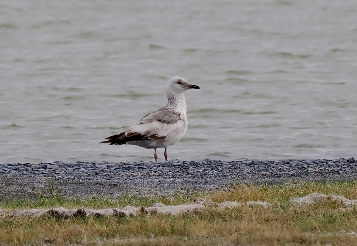 Herring Gull (Mongolian) - ML585206151