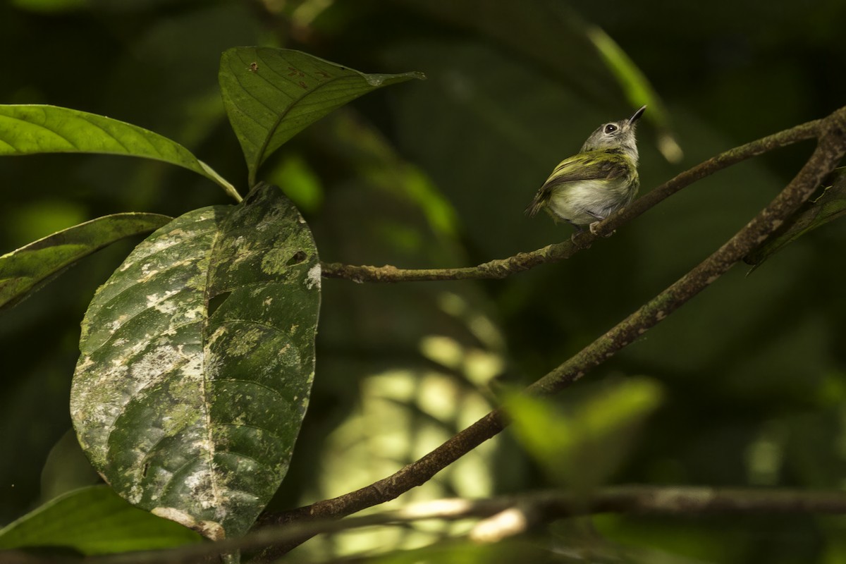 Short-tailed Pygmy-Tyrant - ML585207861