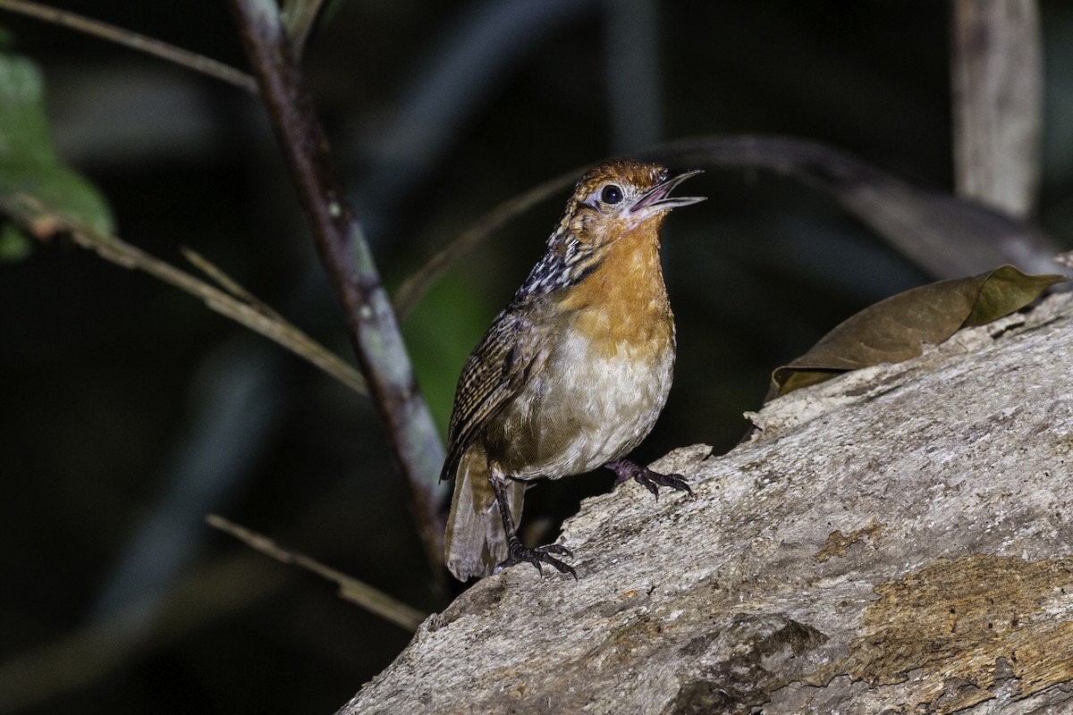 Musician Wren - ML585207951