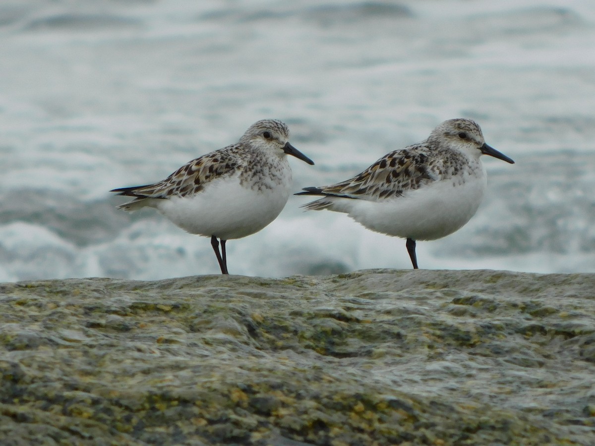 Bécasseau sanderling - ML585210011