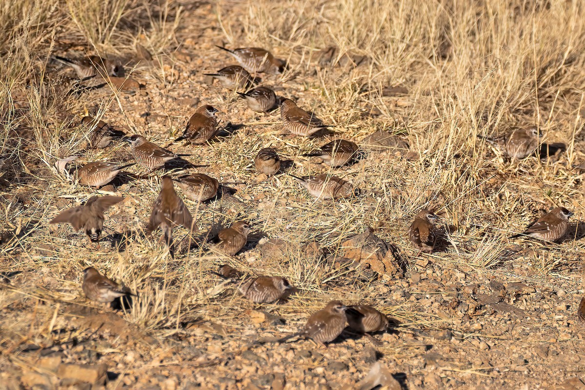 Plum-headed Finch - ML585211011