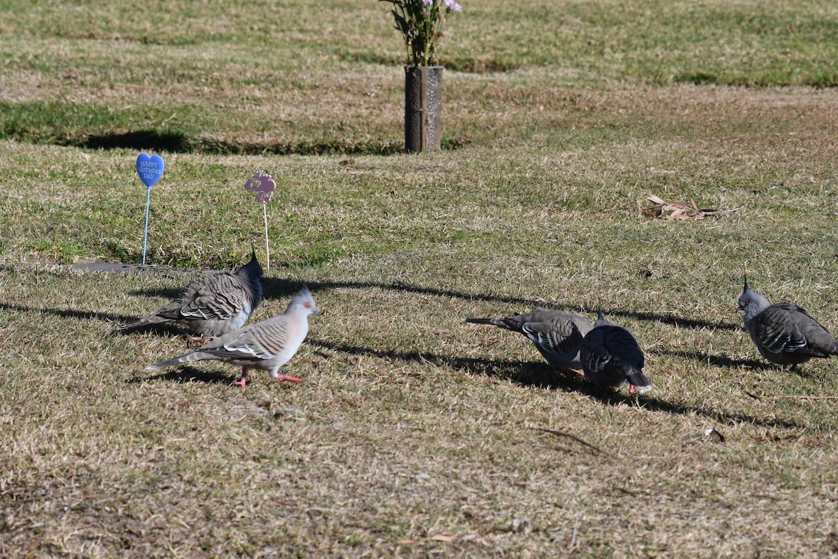 Crested Pigeon - ML585211301