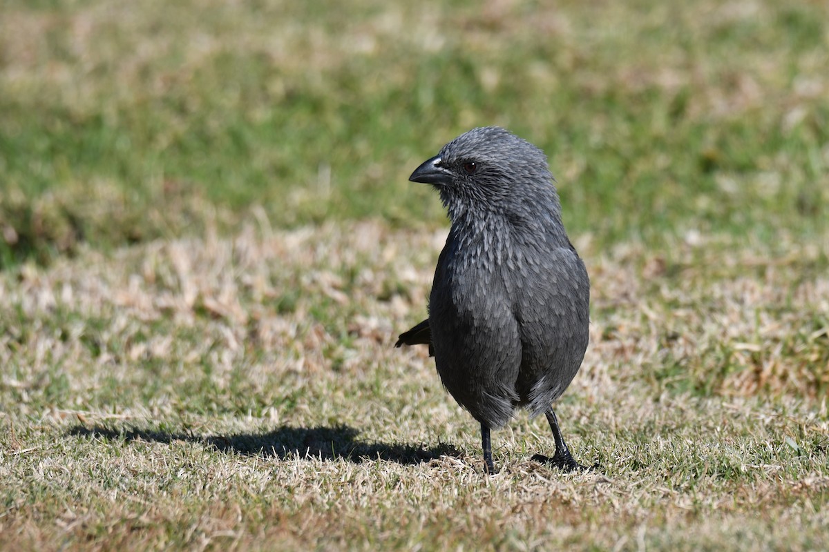 Apostlebird - ML585211371