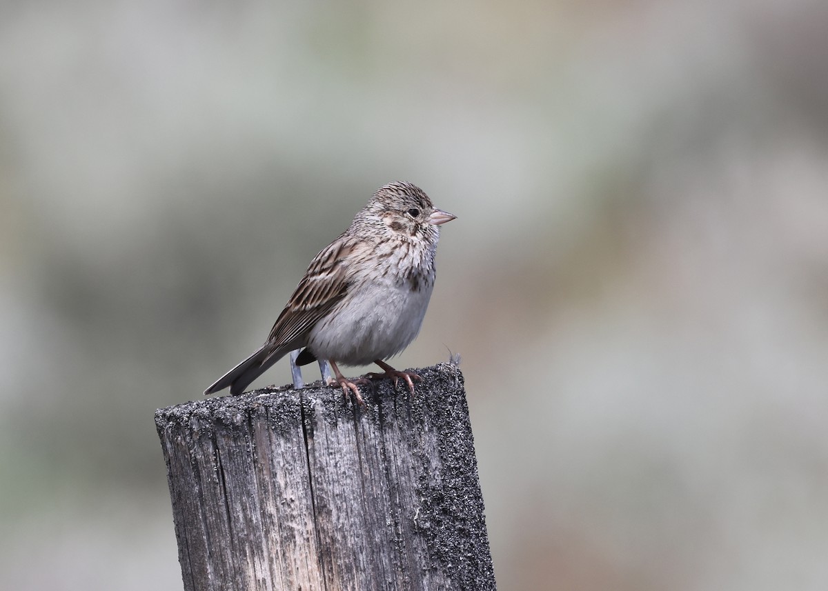 Vesper Sparrow - ML585211521