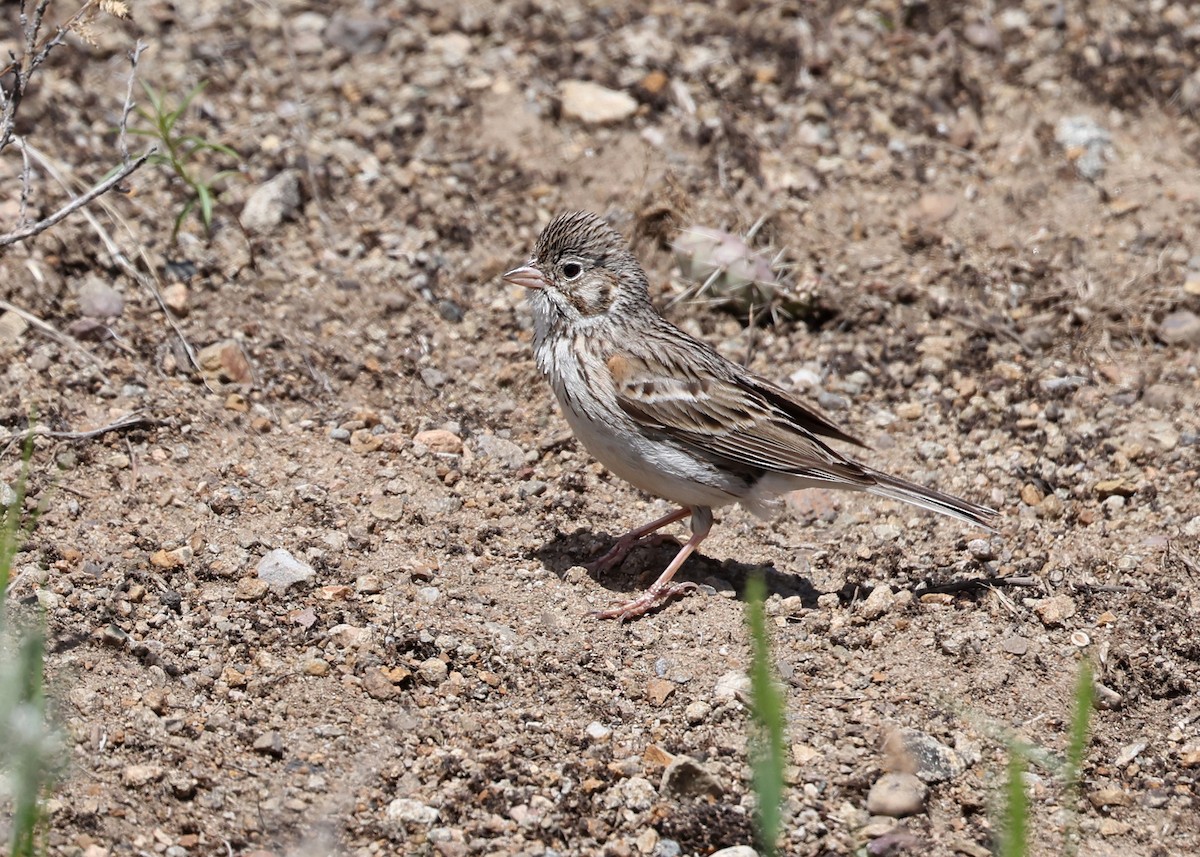 Vesper Sparrow - ML585211531