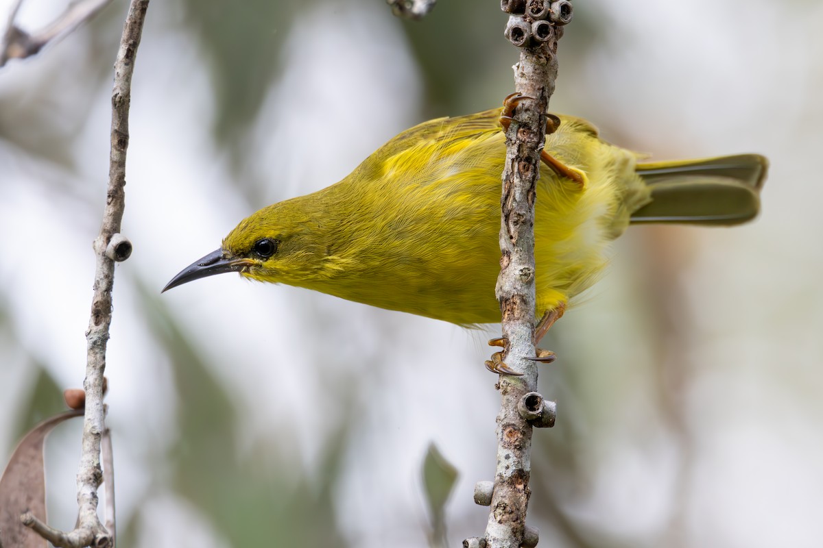 Yellow Honeyeater - Felix Watson