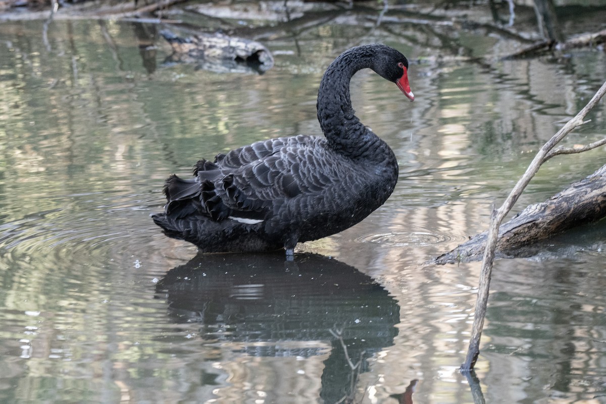 Black Swan - ML585212631
