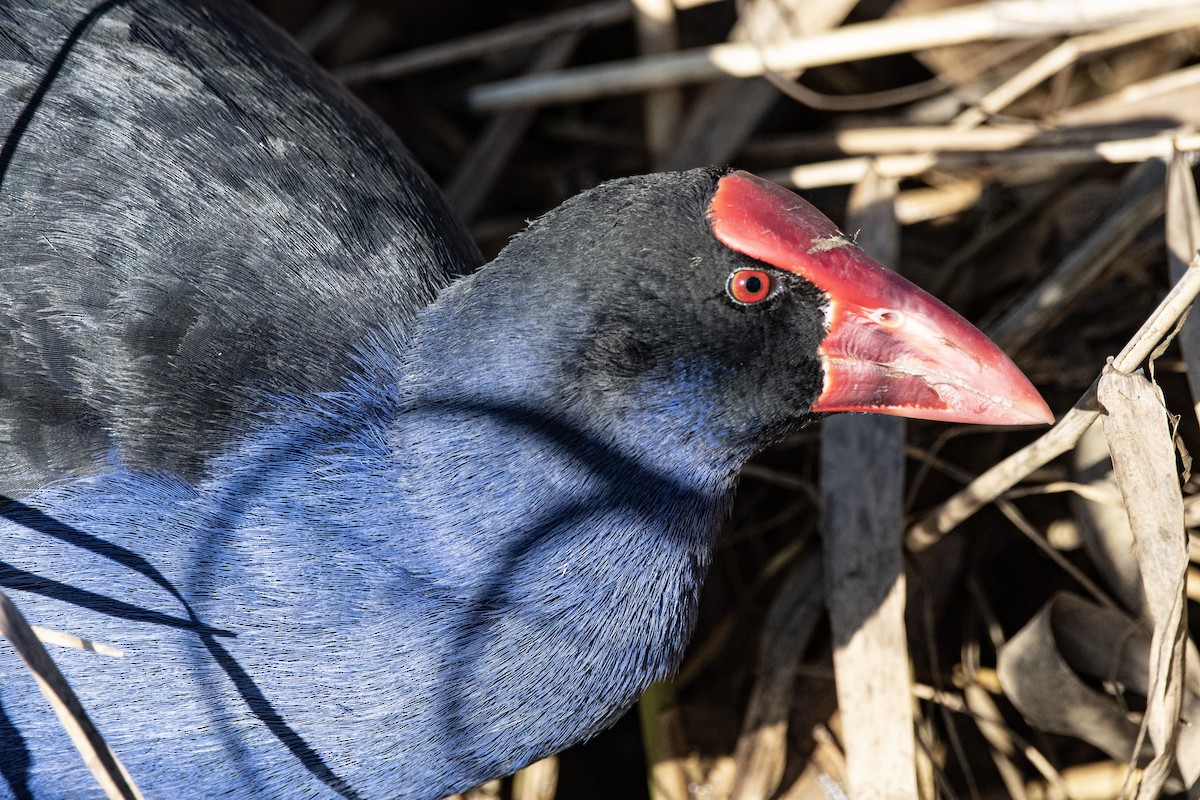 Australasian Swamphen - Owen  Lawton