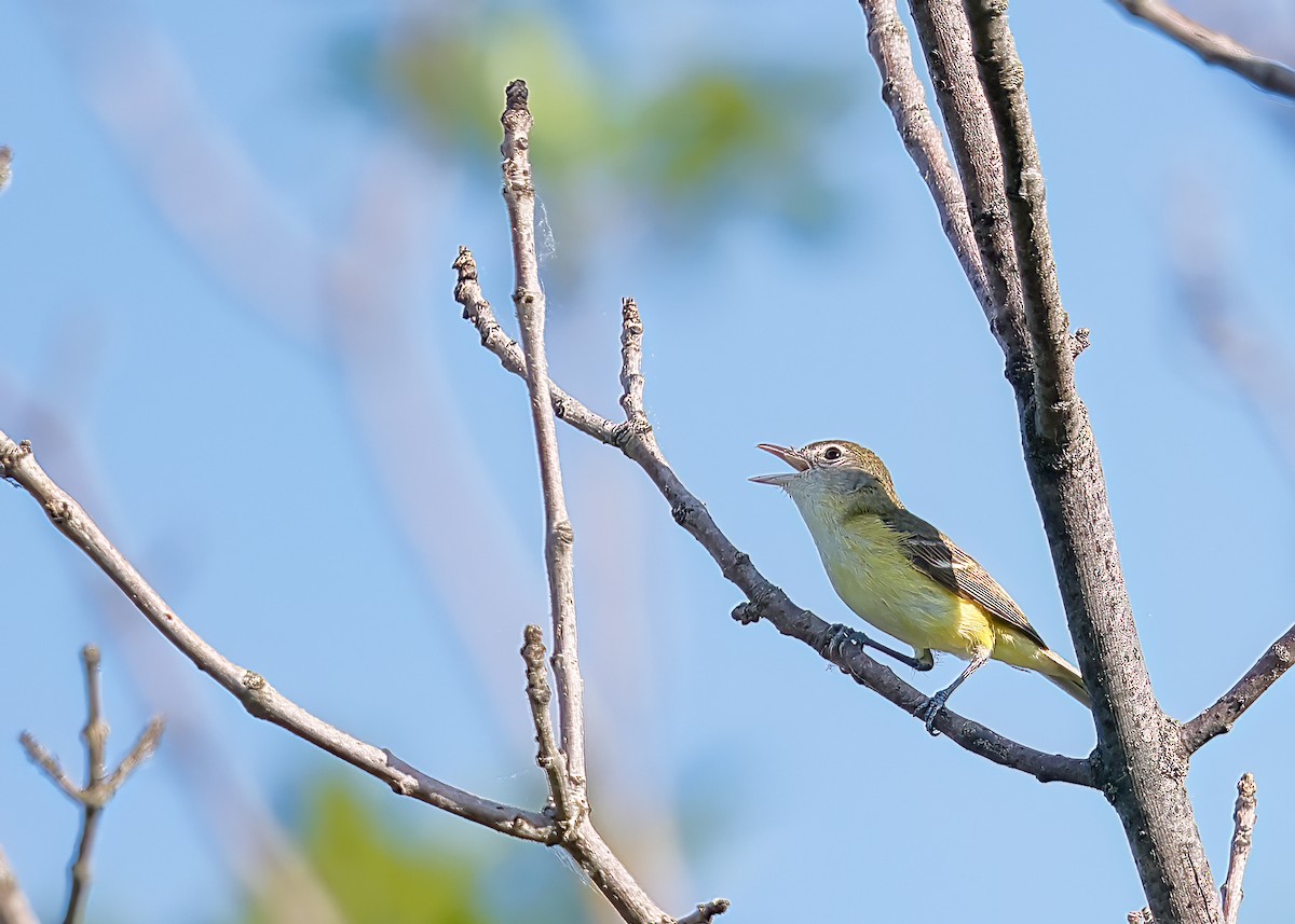 Bell's Vireo - ML585213691