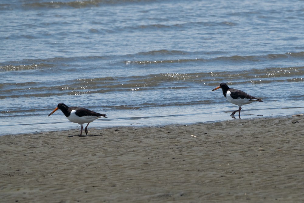 Eurasian Oystercatcher - SEIKO MURAYAMA