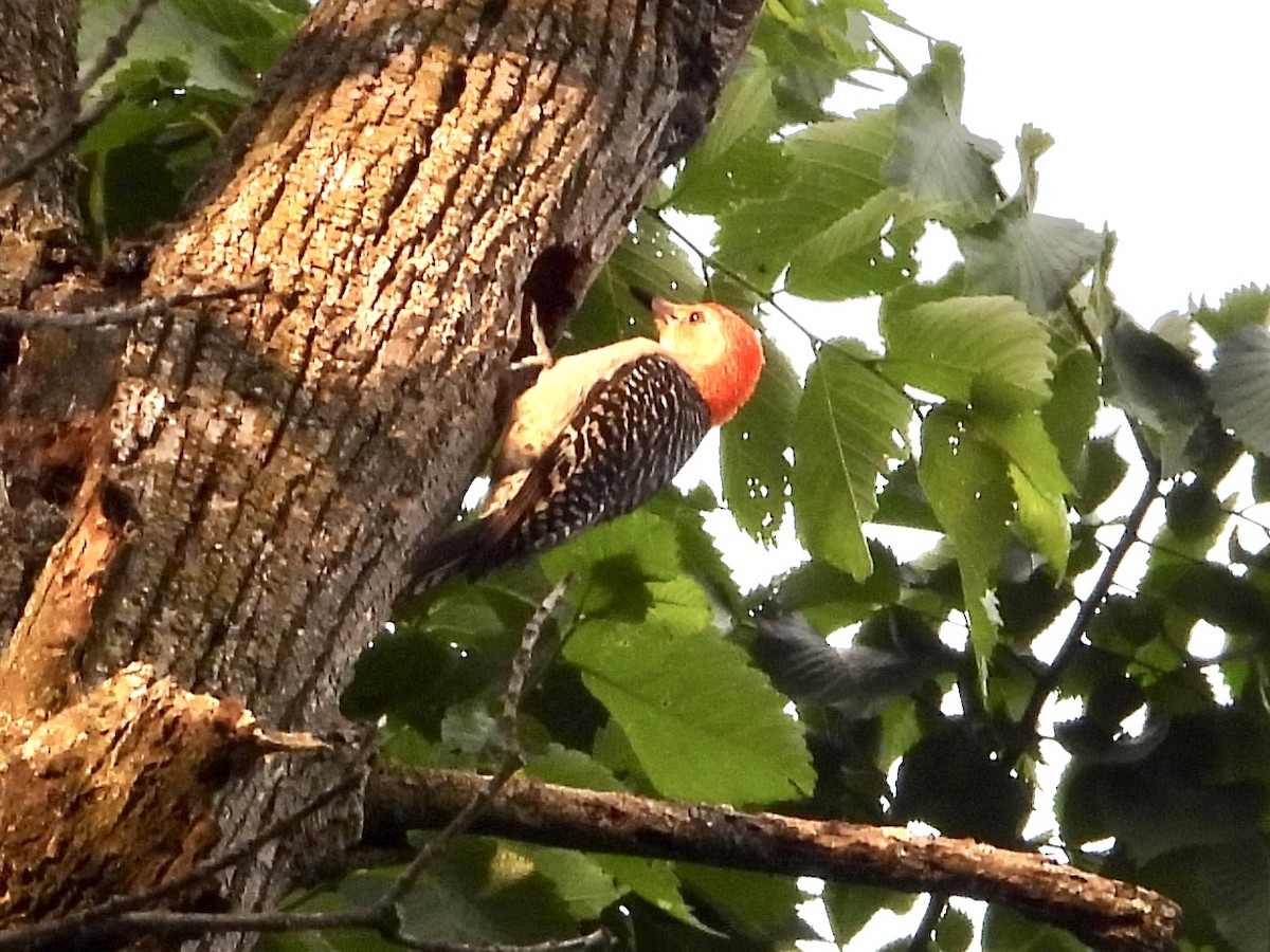 Red-bellied Woodpecker - ML585214201