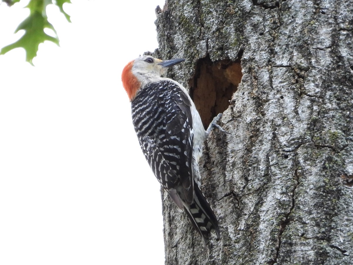 Red-bellied Woodpecker - ML585214211