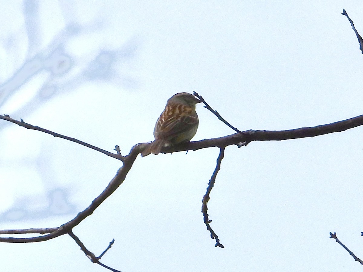 Chipping Sparrow - ML585214301