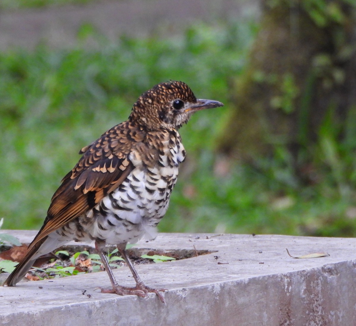 Scaly Thrush - ML585214351