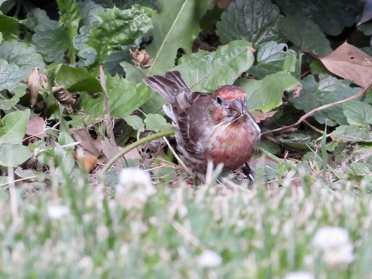 House Finch - ML585214381