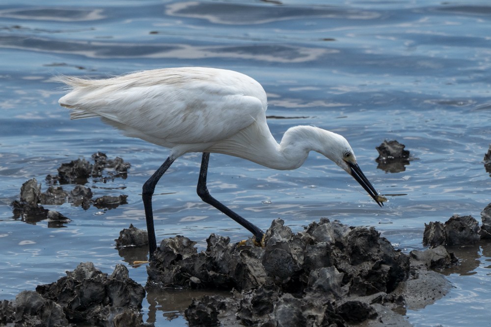 Little Egret - SEIKO MURAYAMA