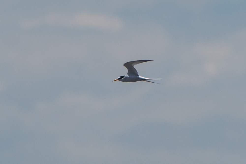 Little Tern - SEIKO MURAYAMA