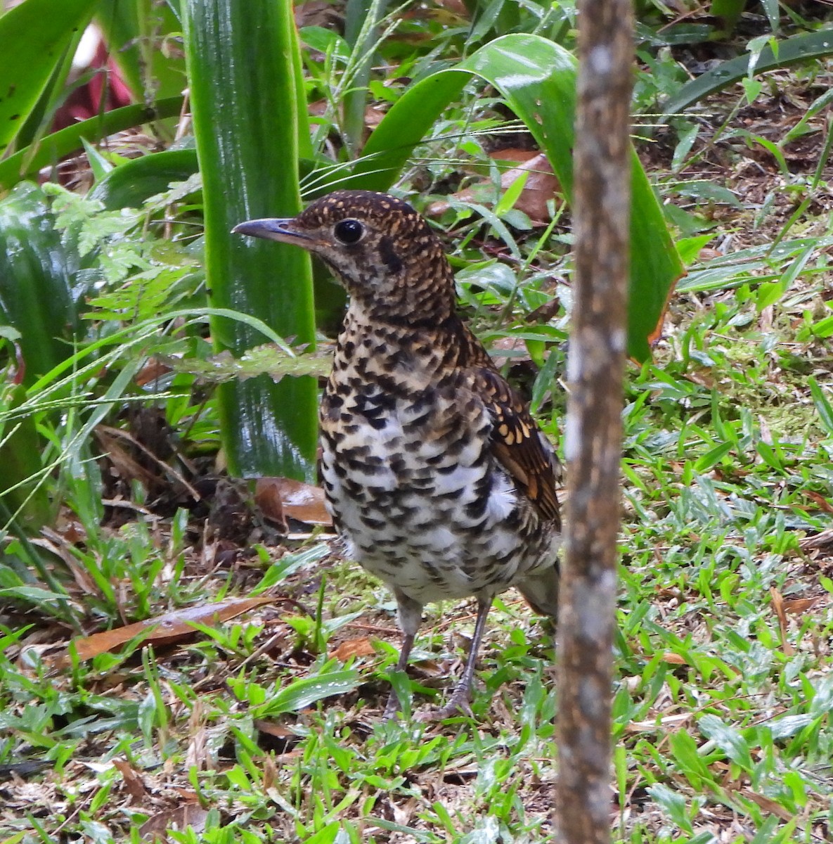 Scaly Thrush - ML585214721