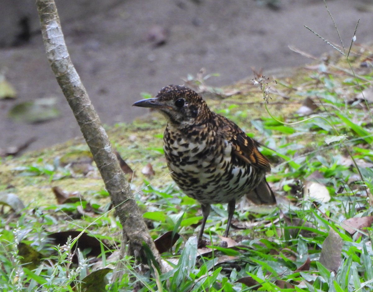 Scaly Thrush - ML585214731