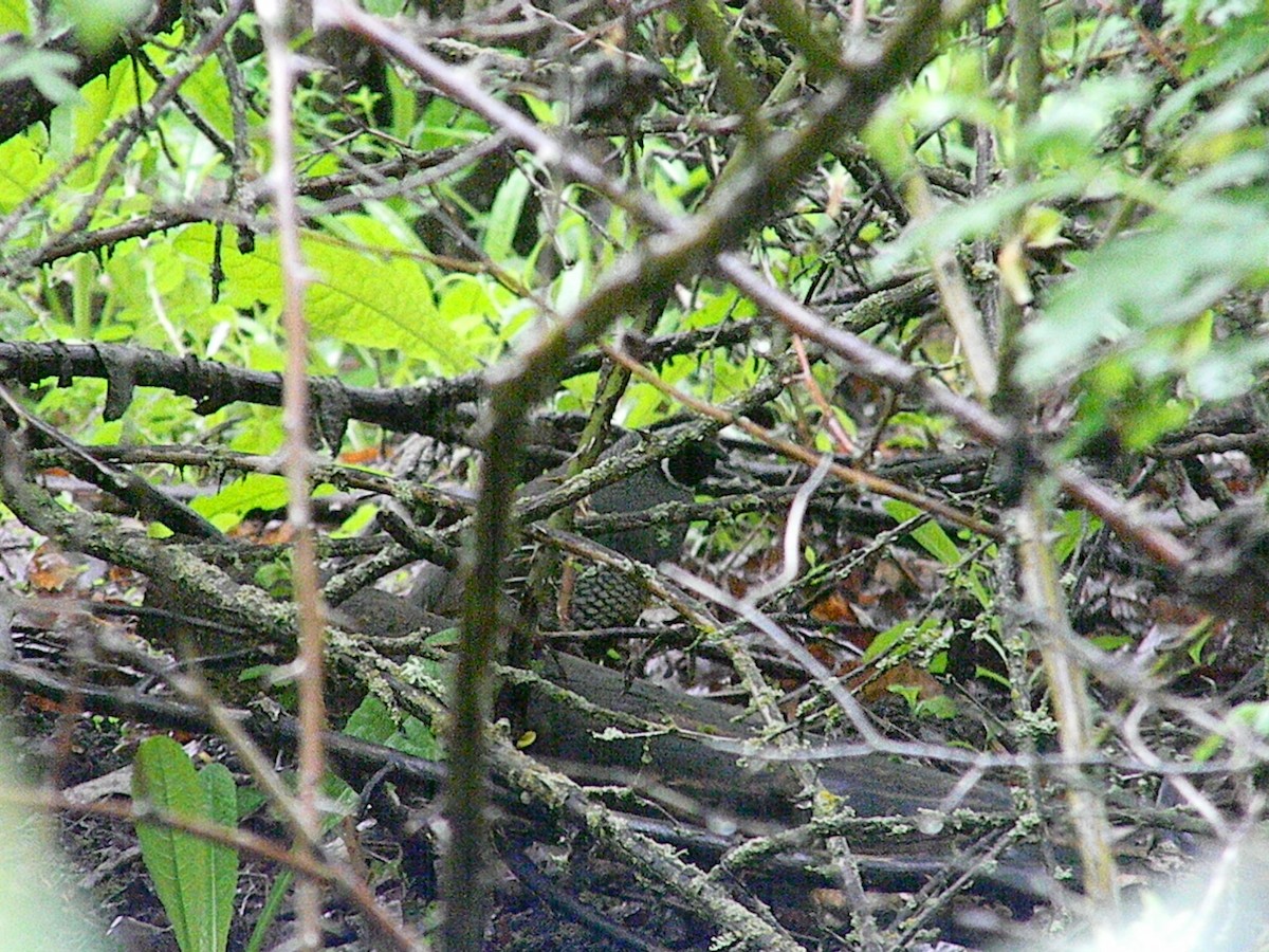 California Quail - ML58521761