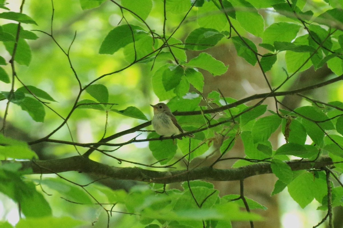 Red-breasted Flycatcher - ML585218621