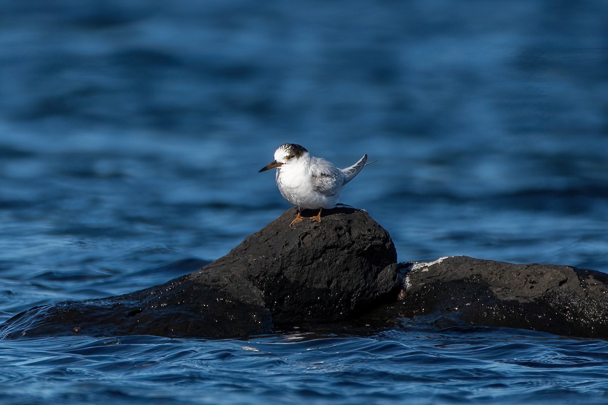 Australian Fairy Tern - Jonathan Tickner