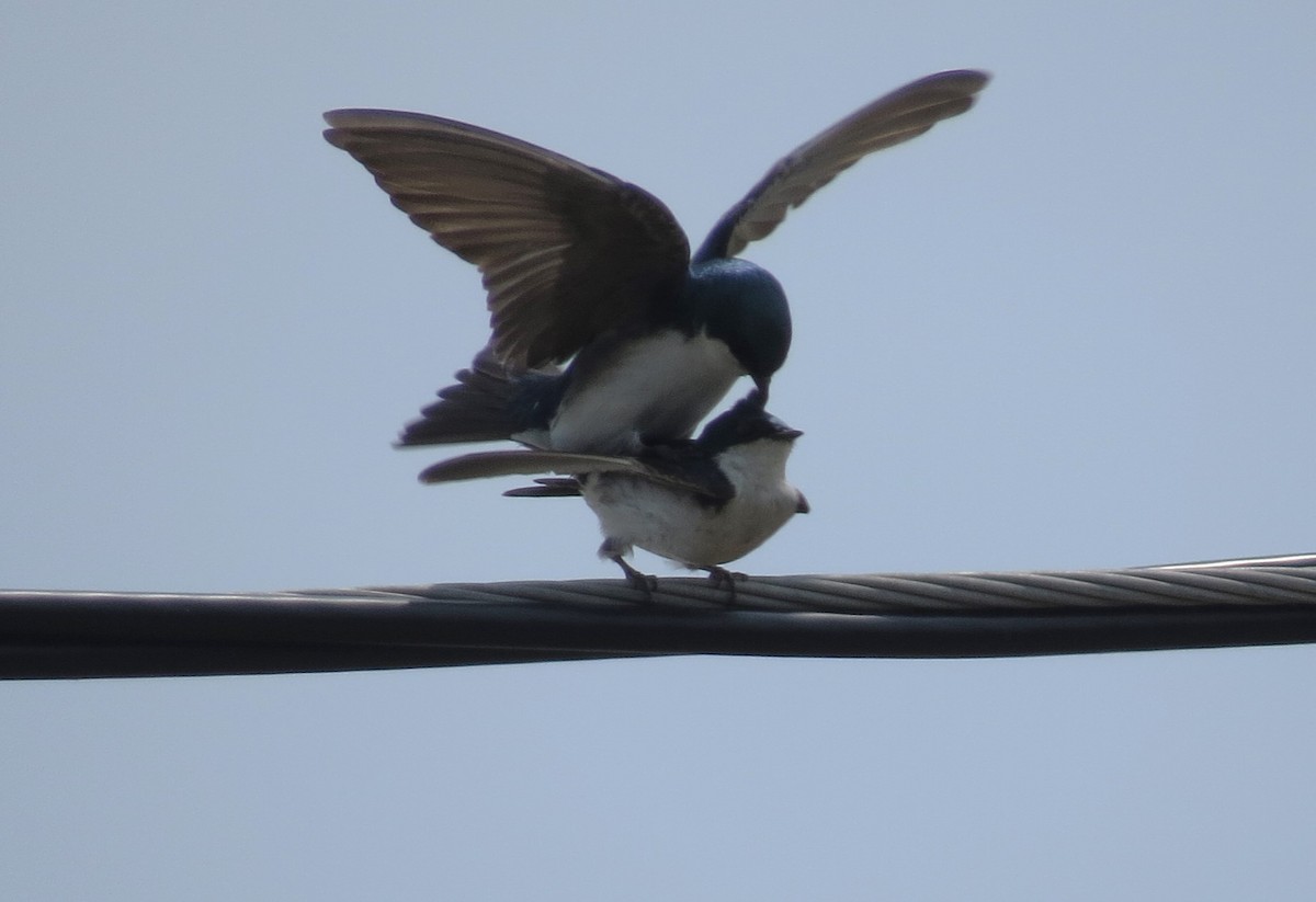 Tree Swallow - ML585219121