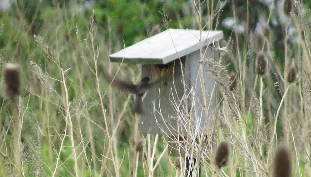 Tree Swallow - ML585219131